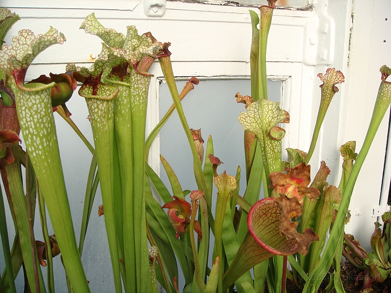338 Longwood Gardens [2008 August 23].JPG - Longwood Gardens in Pennsylvania